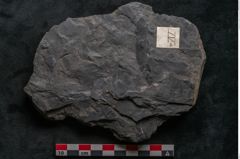 Foto (Detailansicht) von Ceratopetalum vivulare Ettingshausen (NHMW-GEO-2024-0188-10244)